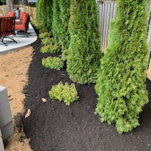 Photo of Julio Tree Service and Landscape
