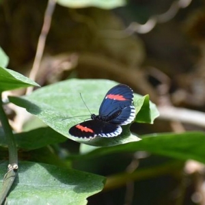 Photo of Texas Discovery Gardens