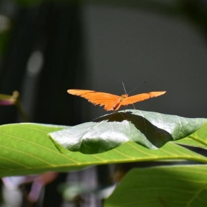 Photo of Texas Discovery Gardens