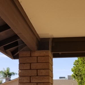 Photo of Professional Pigeon Control
