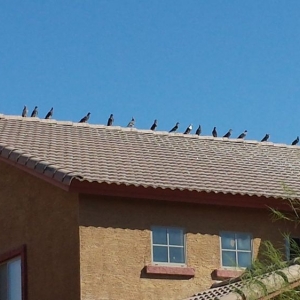 Photo of Professional Pigeon Control