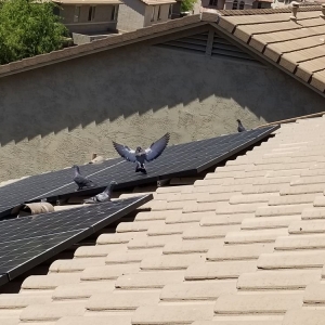 Photo of Professional Pigeon Control