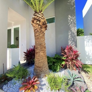 Photo of Project Xerofitus