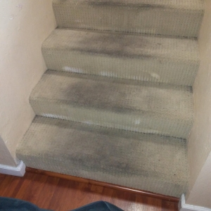 Photo of Allo Boris Carpet Cleaning