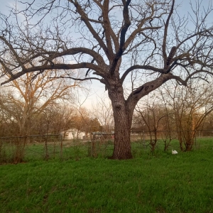 Photo of E'sha Houston