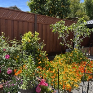 Photo of South Bay Five Star Fence