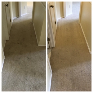 Photo of Spruce Carpet Cleaning