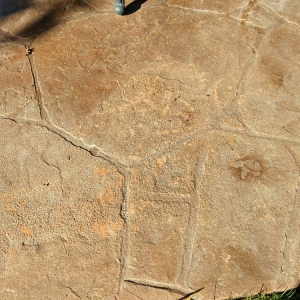 Photo of Lasting Impressions Decorative Concrete