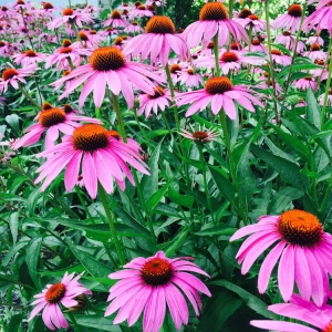 Indianapolis Forest Hills Landscape