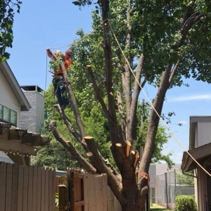 Photo of Tree Solutions