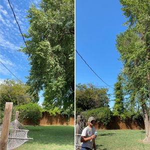 Photo of Tree Solutions
