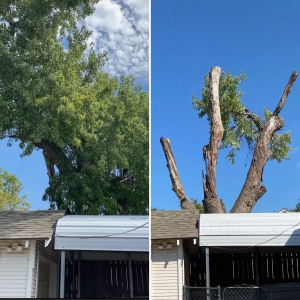 Photo of Tree Solutions