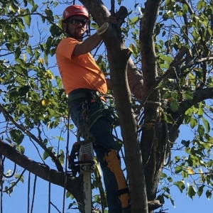 Photo of Tree Solutions