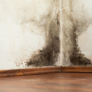 Photo of Advanced Mold Professionals