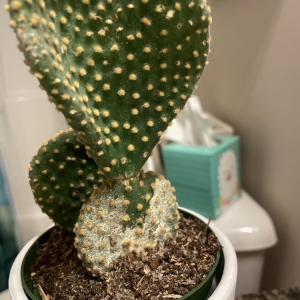 Photo of Pike Nurseries
