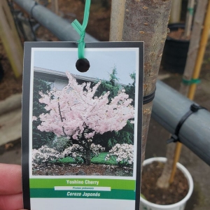 Photo of Pike Nurseries