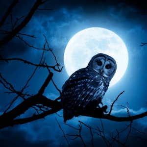 Photo of Early Bird Night Owl