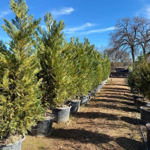 Photo of D & B Tree Company
