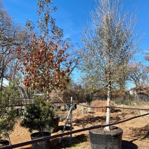 Photo of D & B Tree Company