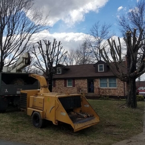 Photo of Falling Timbers Tree Service