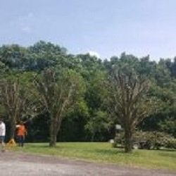 Photo of Falling Timbers Tree Service