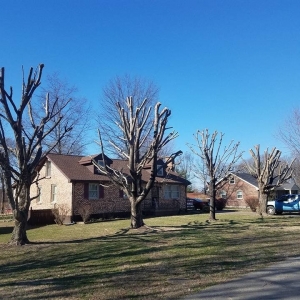 Photo of Falling Timbers Tree Service