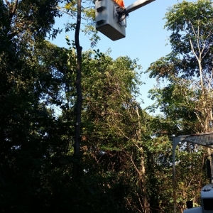 Photo of Falling Timbers Tree Service