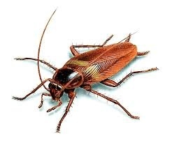 Photo of Prevent Fire & Pest Control