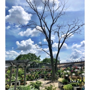 Photo of City Escape Garden & Design Center