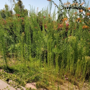 Photo of Lopez Gardening Services