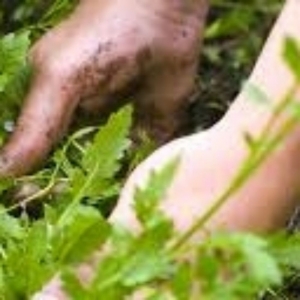 Photo of Lopez Gardening Services