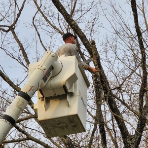 Photo of Patriot Tree Experts