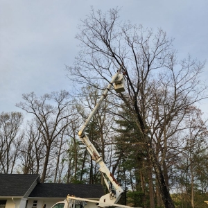 Photo of Patriot Tree Experts