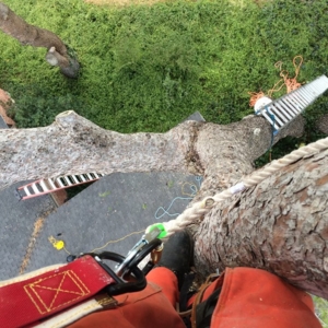 Photo of Daniel’s Tree & Landscaping