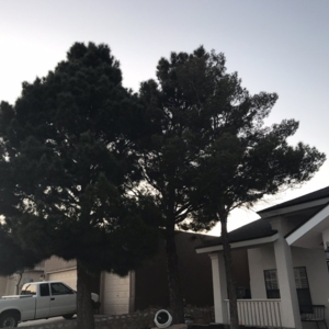 Photo of Daniel’s Tree & Landscaping