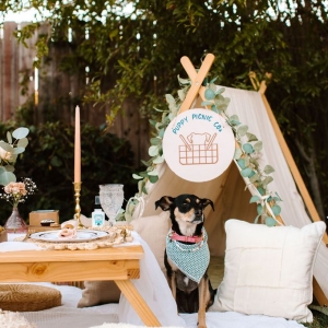 Photo of Puppy Picnic