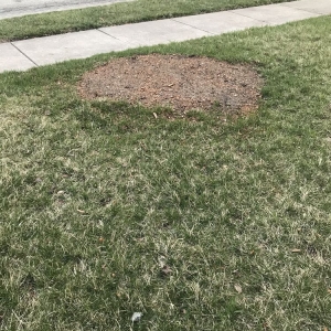 Photo of R&C Tree And Landscaping services