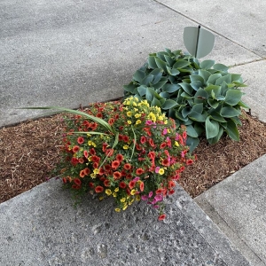 Photo of R&C Tree And Landscaping services