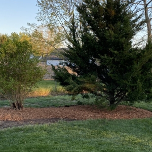 Photo of R&C Tree And Landscaping services