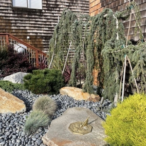 San Francisco Tamate Landscaping