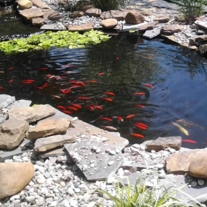 Photo of Escape Landscaping