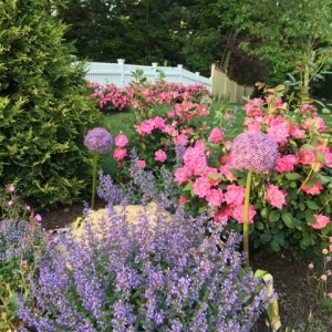 Photo of English Gardens & Designs