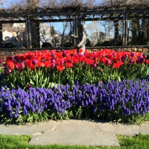 Photo of English Gardens & Designs
