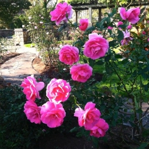 Photo of English Gardens & Designs