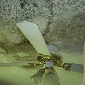 Photo of Ahold Of Mold Of Columbia