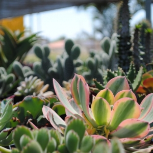 Photo of Monterey Landscape Construction