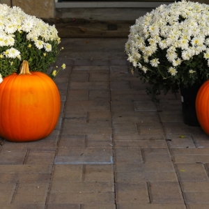 Photo of Insite Landscape Design Consulting