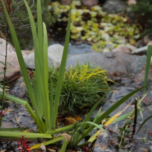 Photo of Insite Landscape Design Consulting