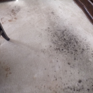 Photo of Kemet Carpet Cleaning