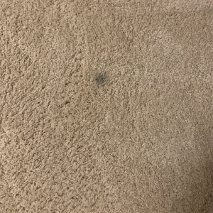 Photo of Complete Carpet Care